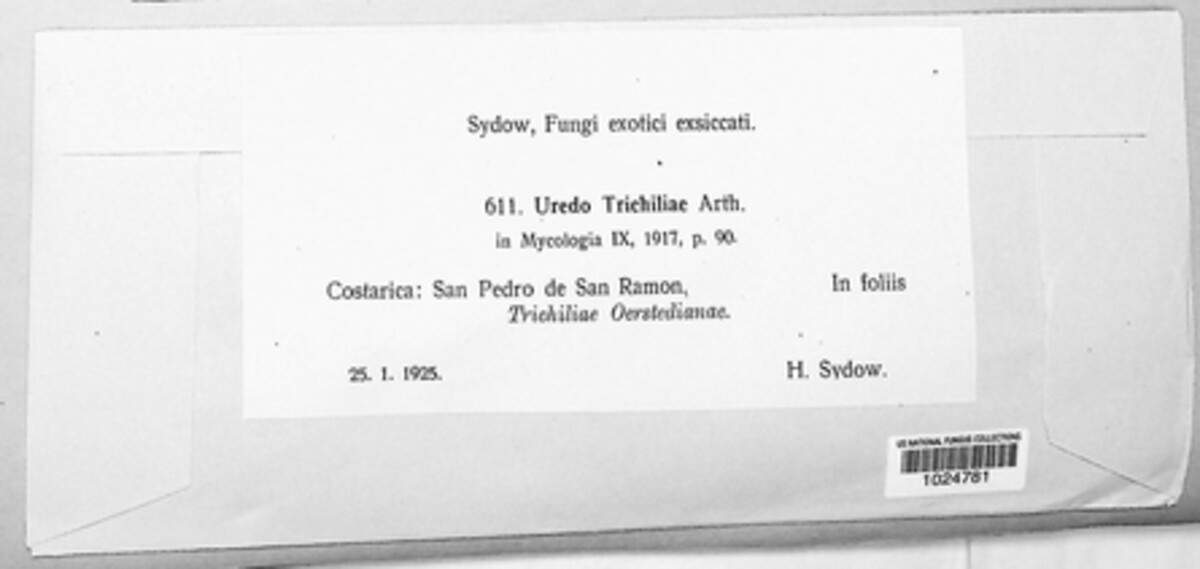 Uredo trichiliae image